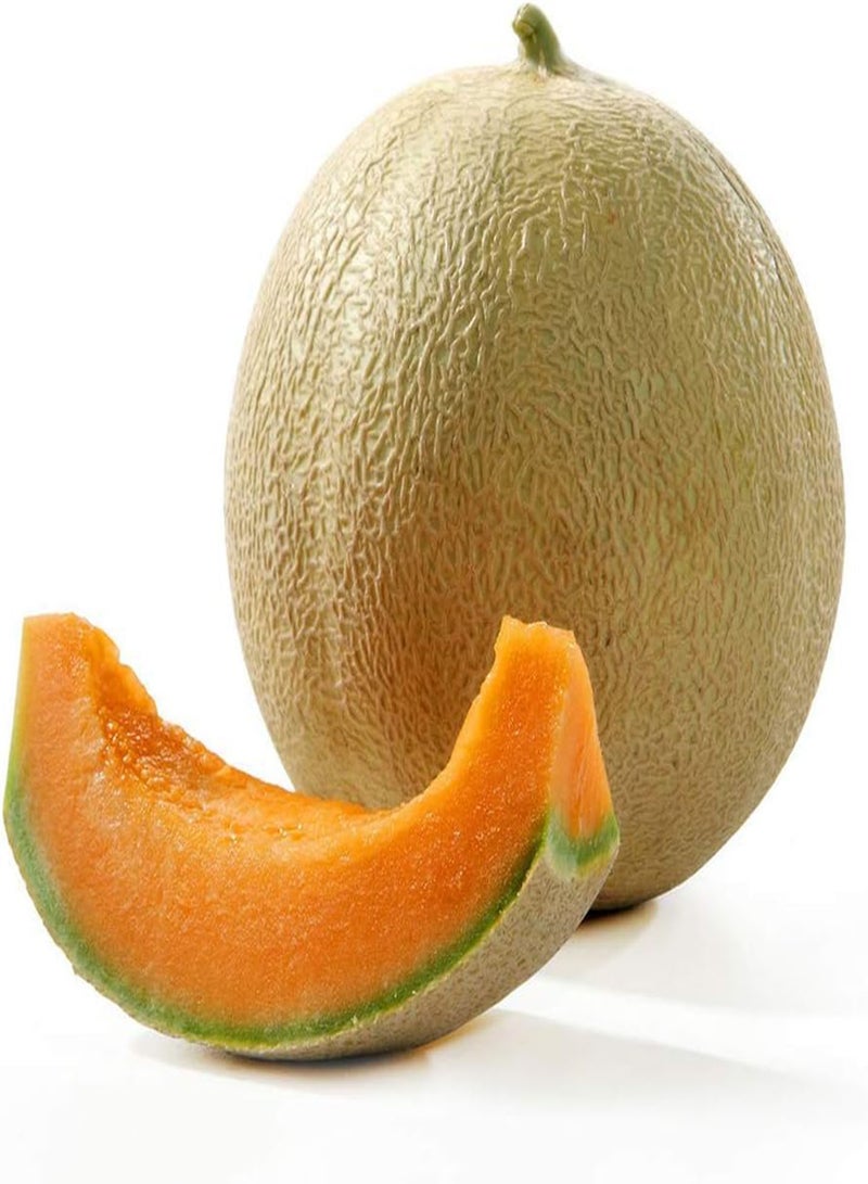 جي جوت 50 قطعة من بذور الشمام البرتقالي العصير الحلو الطازج سهل الزراعة قوي القدرة على التكيف مناسب للمبتدئين في زراعة النباتات المزخرفة دائمة الخضرة - Image 1