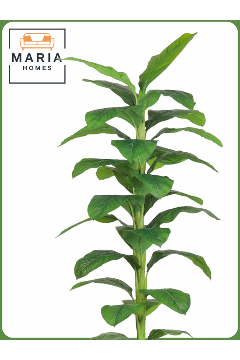 ماريا شجرة موز اصطناعية بارتفاع 200 سم - نبات داخلي طويل مع وعاء رمادي فاتح - Image 2