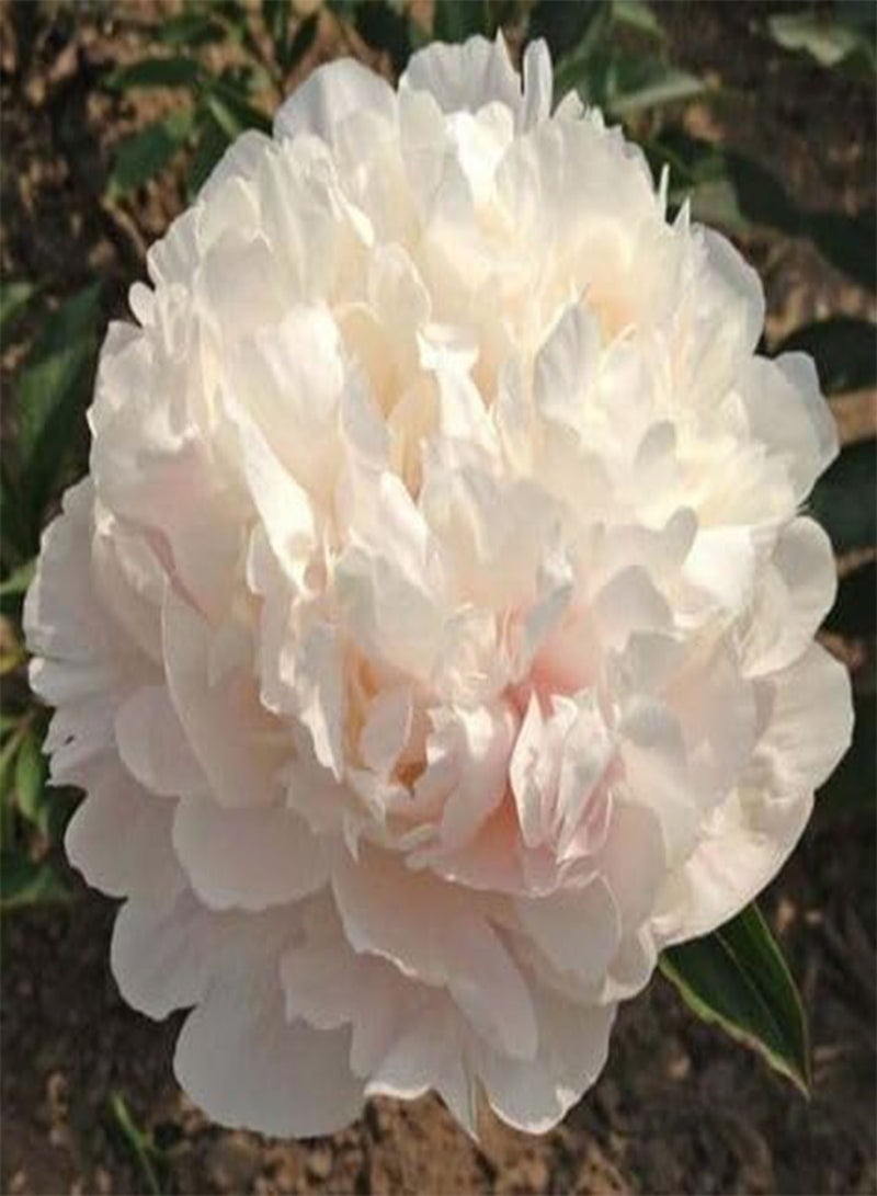 جي جوت 80 قطعة من بذور زهرة الفاوانيا البيضاء - Image 2