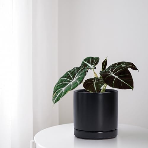 D'vine Dev Set of 2 Plants Pots, 6.5 Inch Ceramic Planter Pot for Plants with Drainage Hole and Saucer, Black, 94-V-C-2 - Image 5