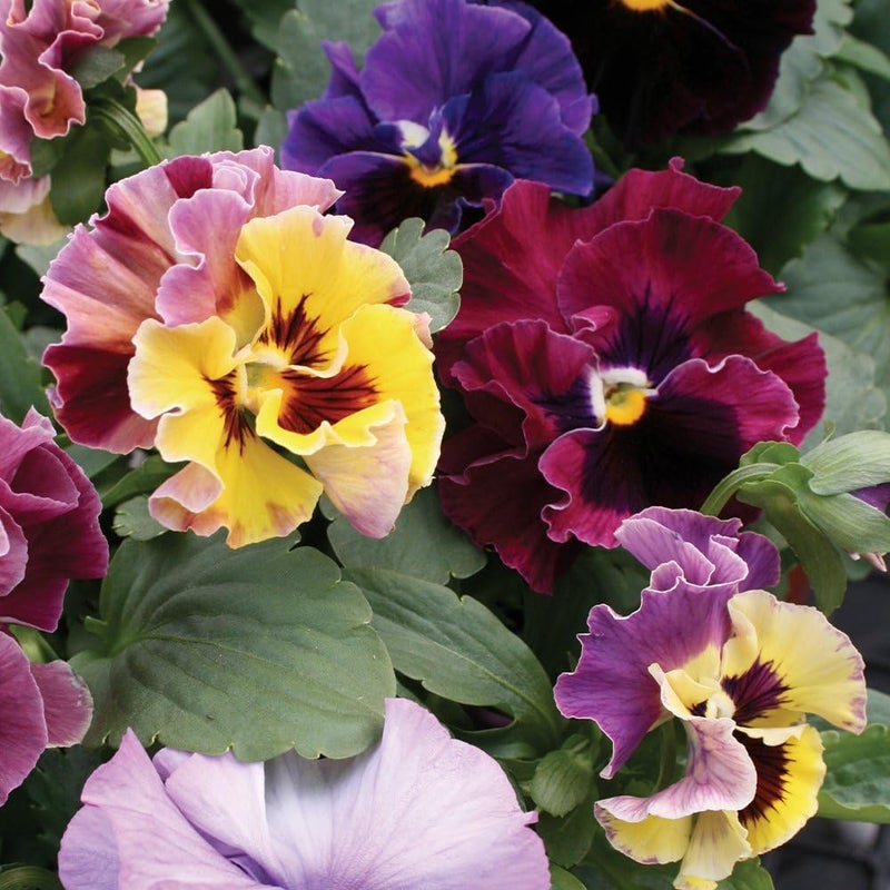 Burpee Moulin Rouge Pansy Seeds 35 seeds - Image 1