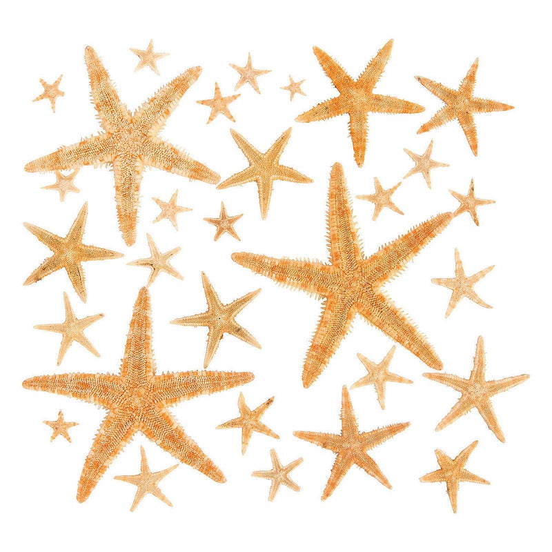 Fun Express Real Star Fish Approx 30 Pieces Starfish