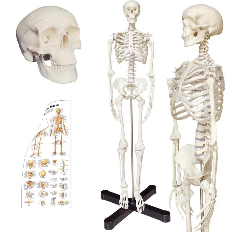TakeTex 33.5" Anatomical Human Skeleton Model for Anatomy with Metal Stand, Colorful Chart, Movable arms and Legs