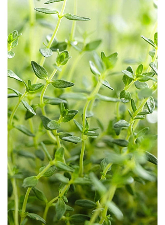 BIOCARVE SEEDS aromatic thyme seeds - Image 3