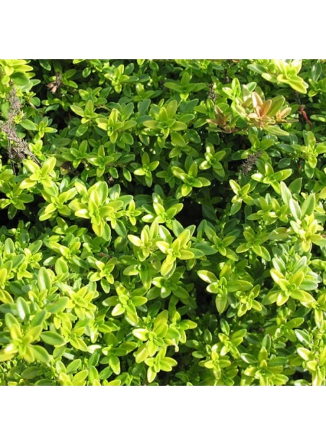 BIOCARVE SEEDS aromatic thyme seeds - Image 2