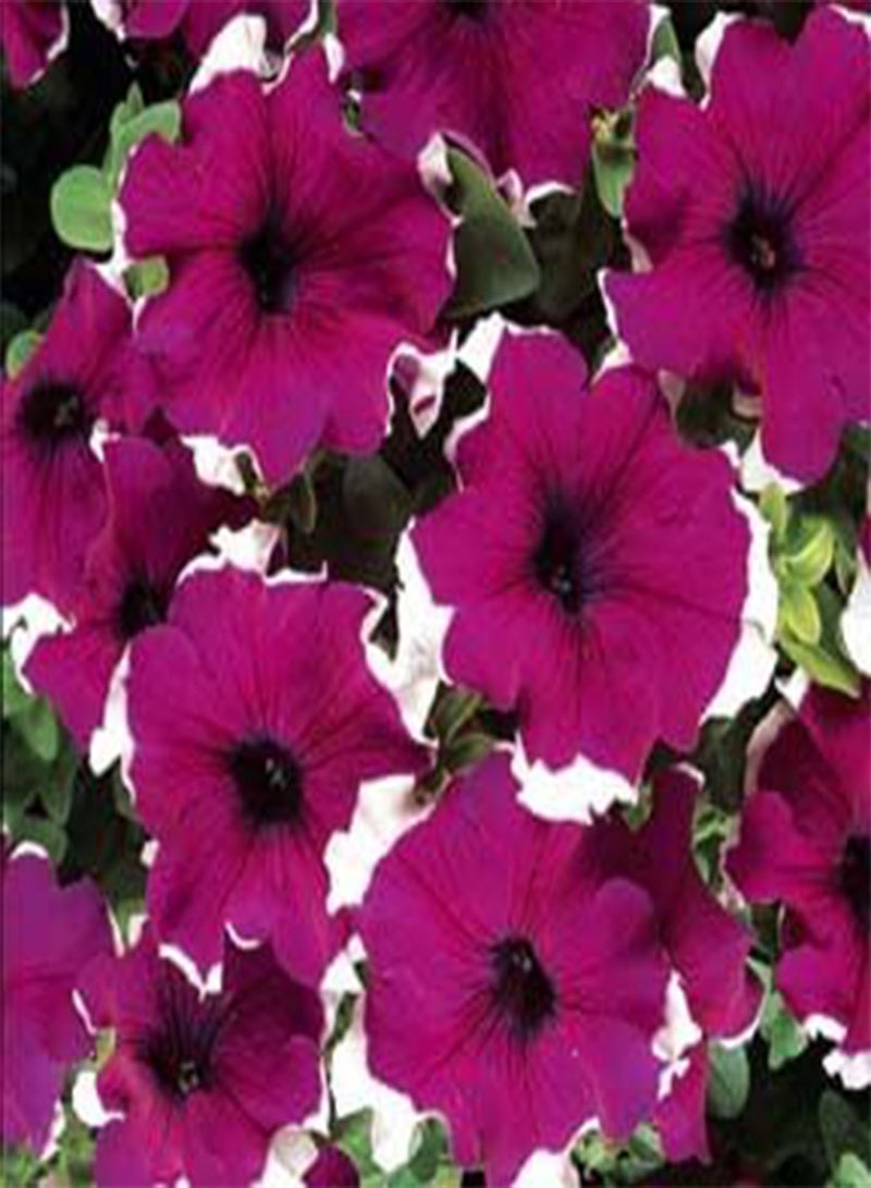 بتونيا - أحلام فردية - بورجندي بيكوتي - 200 بذرة