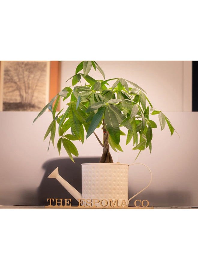 Espoma 8 Ounce Concentrated Organic Indoor Plant Food - Indoor Plant Fertilizer for Large & Small Plants Like Pothos, Fiddle Leaf Fig, Monstera, Snake & Palms - Pack of 2 - Image 5