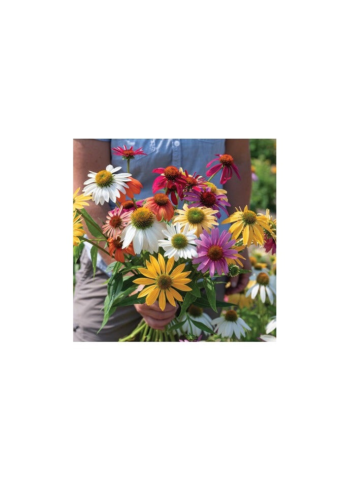 vsell24 3-Pack Perennial Beauty Premium Seeds for Vibrant and Enduring Garden Blooms - Image 2