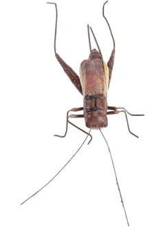 Metal Garden Art Brass Cricket Garden Figurine Statues Iron Insect Decor Insect Ornaments Lawn Decor for Garden Fence