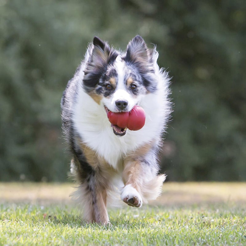 KONG Classic Stuffable Dog Toy - Fetch & Chew Toy for Dogs - Treat-Filling Capabilities & Erratic Bounce for Extended Play Time - Durable Natural Rubber Material - for Extra Large Dogs - Image 2