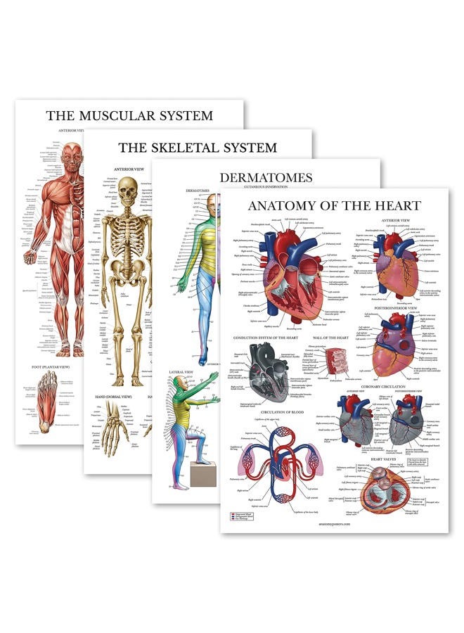 Palace Learning 4 Pack - Anatomical Poster Set - Laminated - Muscular, Skeletal, Dermatomes, Heart Anatomy - Anatomy Chart Set (LAMINATED, 18” x 24”) - Image 1
