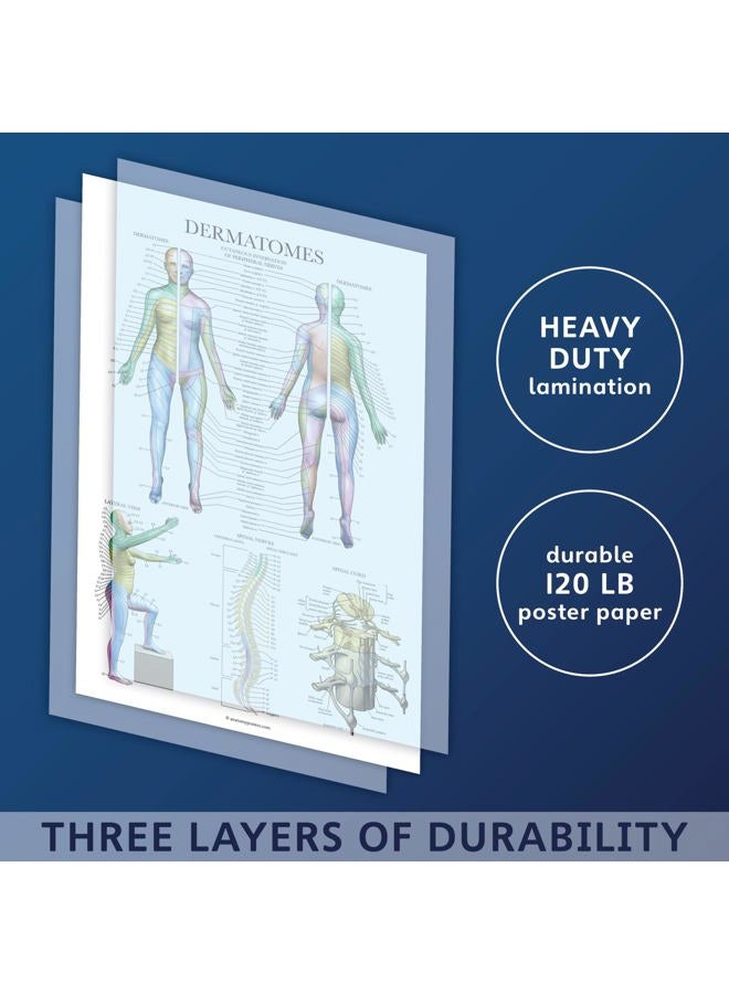 Palace Learning 4 Pack - Anatomical Poster Set - Laminated - Muscular, Skeletal, Dermatomes, Heart Anatomy - Anatomy Chart Set (LAMINATED, 18” x 24”) - Image 3