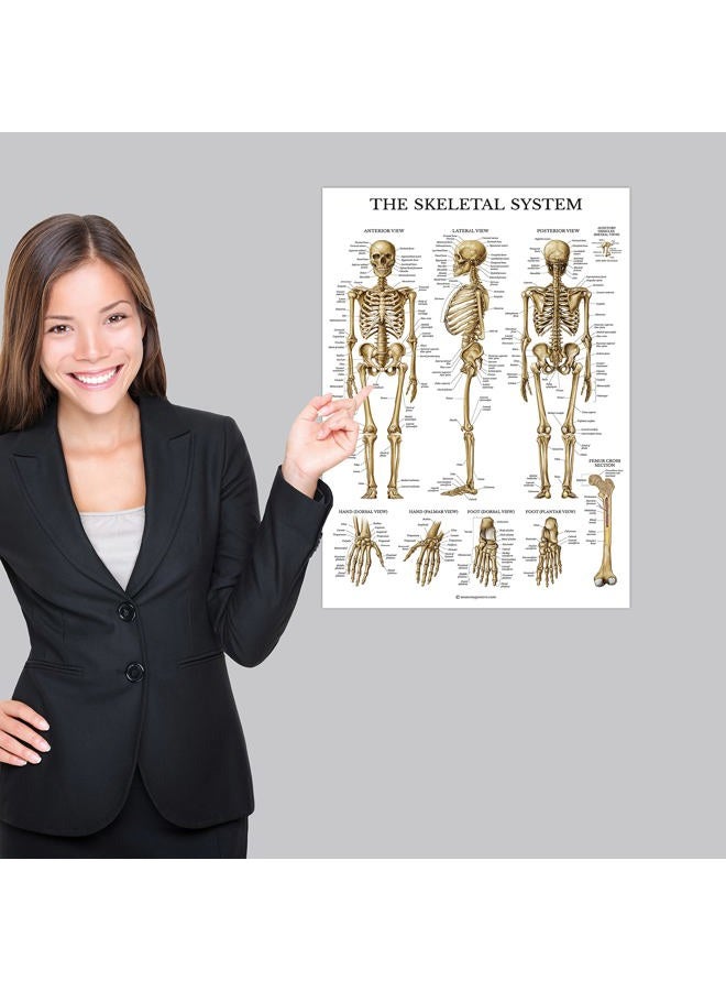 Palace Learning 4 Pack - Anatomical Poster Set - Laminated - Muscular, Skeletal, Dermatomes, Heart Anatomy - Anatomy Chart Set (LAMINATED, 18” x 24”) - Image 5