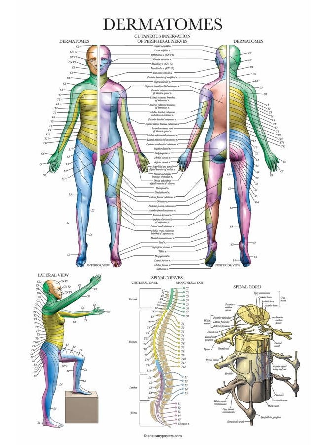 Palace Learning 4 Pack - Anatomical Poster Set - Laminated - Muscular, Skeletal, Dermatomes, Heart Anatomy - Anatomy Chart Set (LAMINATED, 18” x 24”) - Image 4