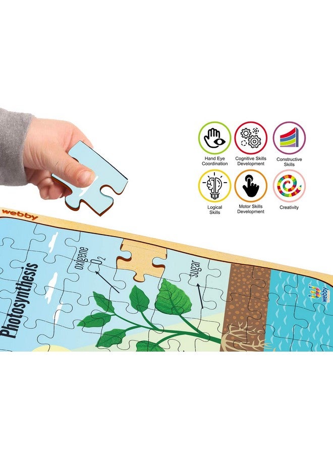 Webby Photosynthesis Wooden Jigsaw Puzzle, 40Pcs - Kids - Image 4