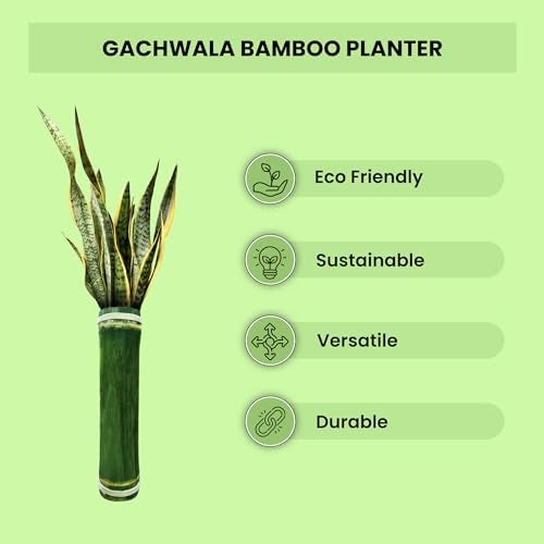 Gachwala Bamboo Vase, Hand Crafted for Home Decor & Gardening, Plantation and Decoration, Shiny Wooden Finish Home Aesthetic (Approx 20 Inches Height) - B-16 - Image 2