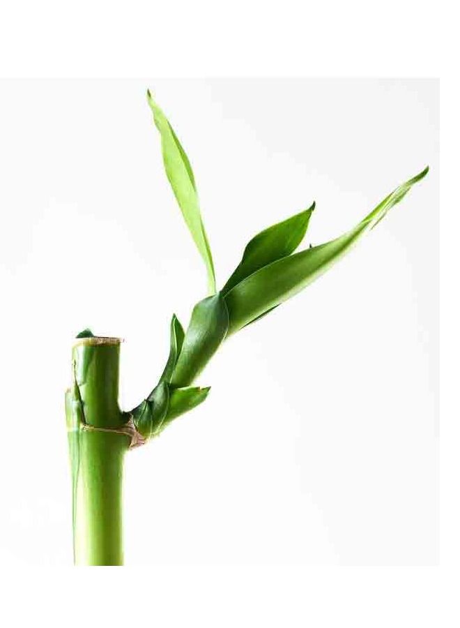 سي او أرماء نبات الخيزران الطبيعي2 حبه - Image 4