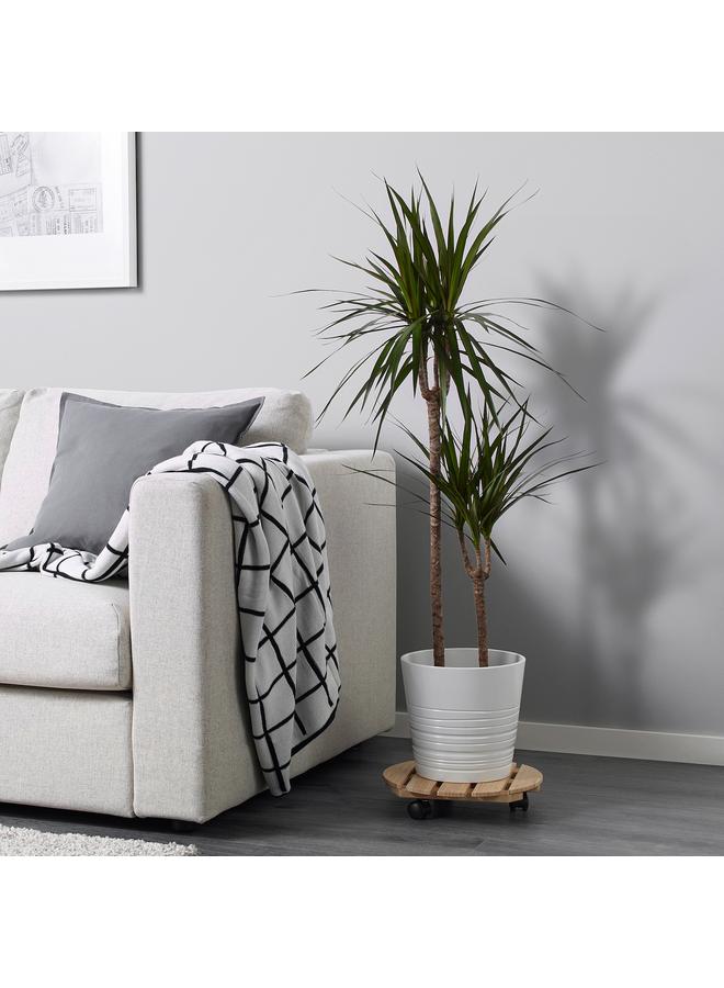 زبون نبات في وعاء، شجرة التنين/ساقان، 19 سم - Image 3