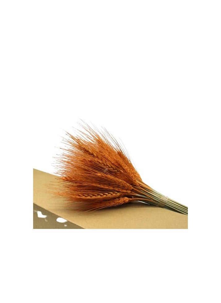Generic Natural Dried Wheat Grass Bundle Artificial Wheat Dried Flowers (Orange, 100)  - Image 1