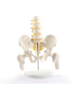 Anatomical Human Pelvis Model With 5 Lumbar Vertebral Parts  - Image 1