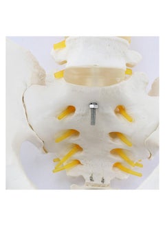 Anatomical Human Pelvis Model With 5 Lumbar Vertebral Parts  - Image 2