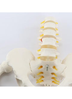 Anatomical Human Pelvis Model With 5 Lumbar Vertebral Parts  - Image 3