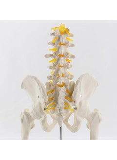 Anatomical Human Pelvis Model With 5 Lumbar Vertebral Parts  - Image 4