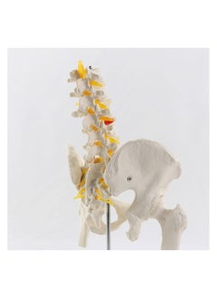 Anatomical Human Pelvis Model With 5 Lumbar Vertebral Parts  - Image 5