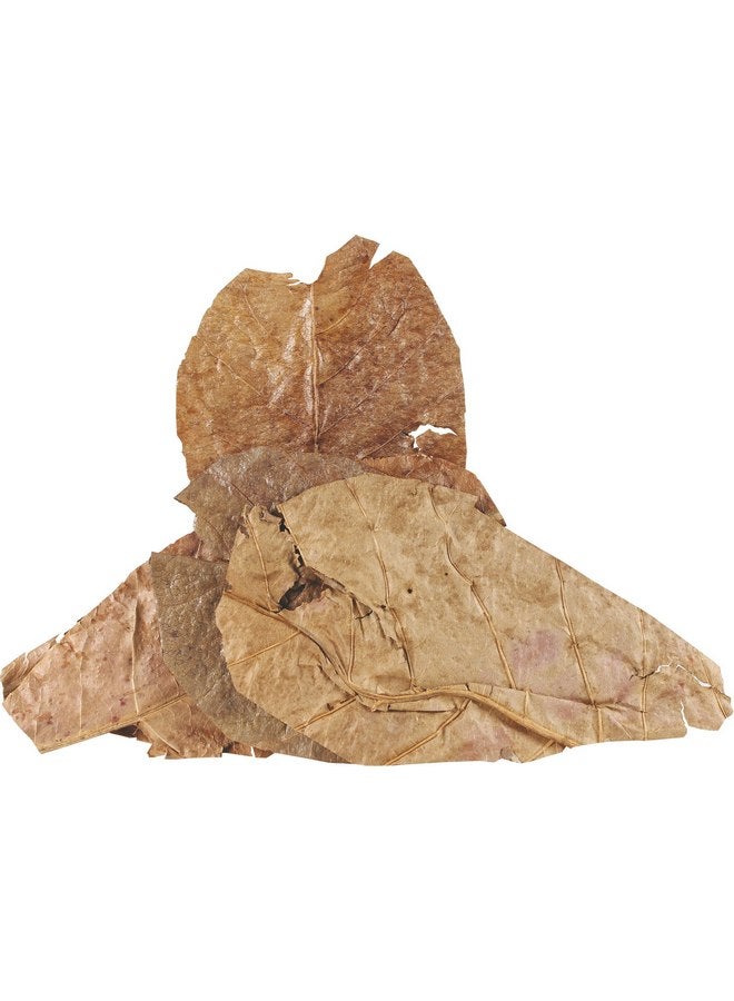 Fluker's Fluker's Catappa Leaves for Hermit Crabs, 5 per pack