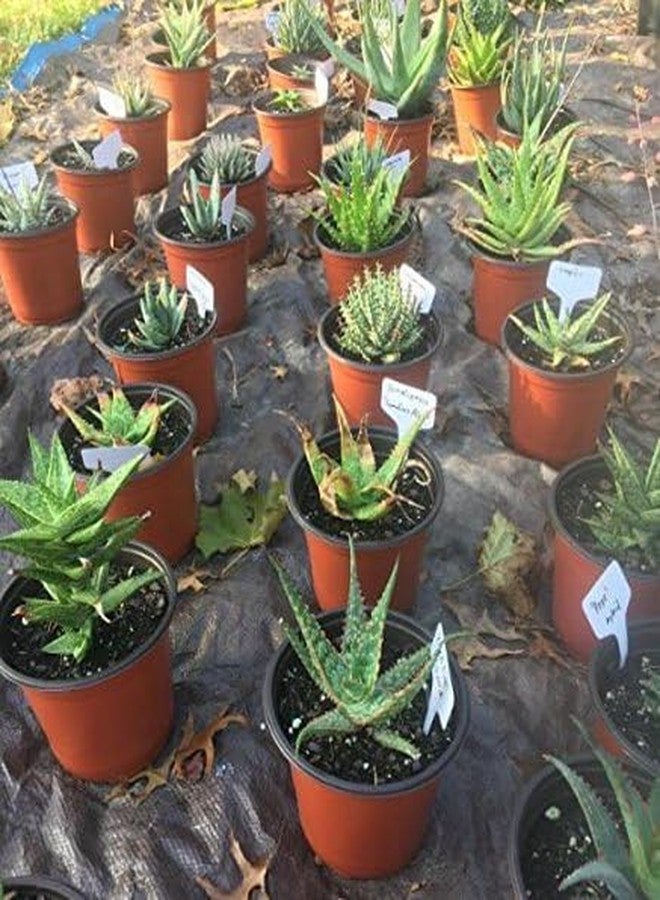 KINGLAKE 100 Pcs 6 x10cm Plastic Plant T-Type Tags Nursery Garden Labels - Image 5