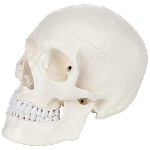 Axis Scientific Human Skull Model for Anatomy Life Size, 3-Part Anatomy Skull Includes Skull Cap with External and Interior Structures, Includes Detailed Product Manual, Skull for Anatomy - Image 3