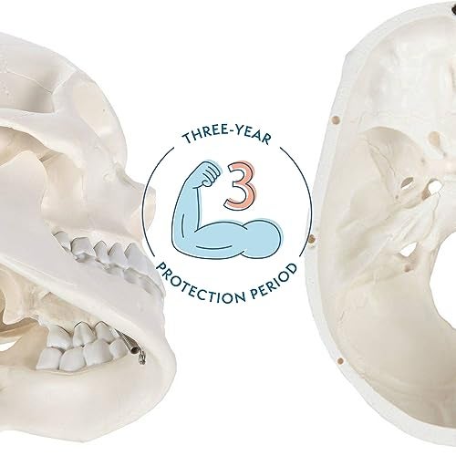 Axis Scientific Human Skull Model for Anatomy Life Size, 3-Part Anatomy Skull Includes Skull Cap with External and Interior Structures, Includes Detailed Product Manual, Skull for Anatomy - Image 2