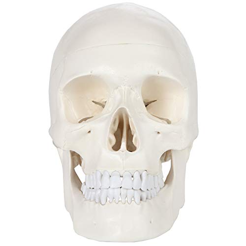 Axis Scientific Human Skull Model for Anatomy Life Size, 3-Part Anatomy Skull Includes Skull Cap with External and Interior Structures, Includes Detailed Product Manual, Skull for Anatomy - Image 4
