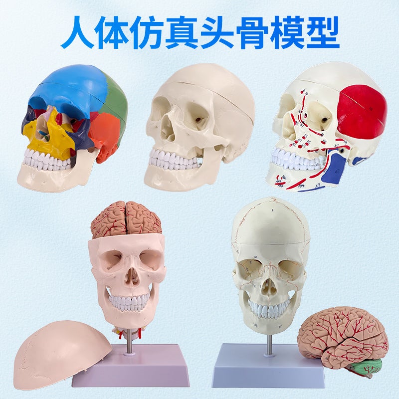 1 To 1 Head Human Skull Natural Large Adult Skull Teaching Medical Beauty Skull Skull Skull Model - Image 2