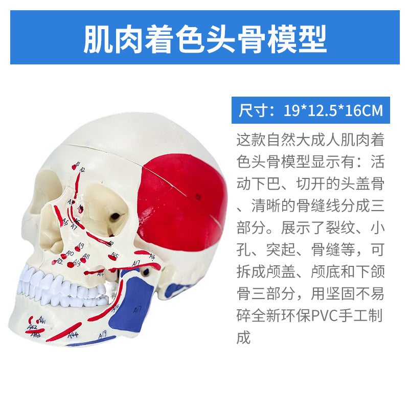 1 To 1 Head Human Skull Natural Large Adult Skull Teaching Medical Beauty Skull Skull Skull Model - Image 1