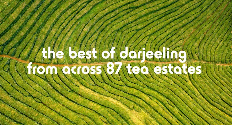 Teacupsfull أكياس شاي مثلثات كاملة - شاي دارجيلنج الفلش الثاني، 16 كيس شاي مغلف بشكل فردي، شاي هيمالايا عطره ومليء بالنكهات - Image 5