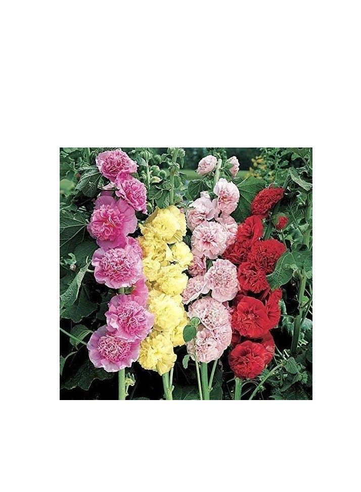 vsell24 Pack of 3 Organic Double Hollyhock Flower Seeds (10g Each) – Non-GMO High Germination Flower Seeds for Home Garden, Colorful Ornamental Blooms & Outdoor Planting - Image 5