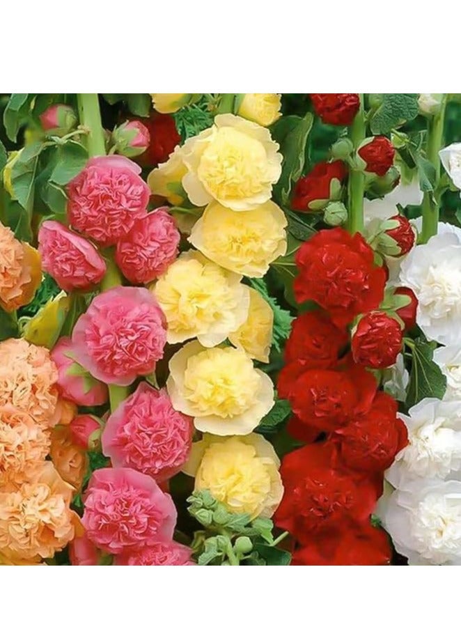 vsell24 Pack of 3 Organic Double Hollyhock Flower Seeds (10g Each) – Non-GMO High Germination Flower Seeds for Home Garden, Colorful Ornamental Blooms & Outdoor Planting - Image 3