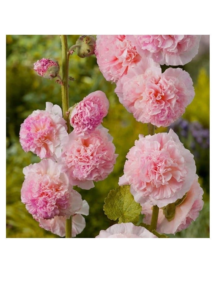 vsell24 Pack of 3 Organic Double Hollyhock Flower Seeds (10g Each) – Non-GMO High Germination Flower Seeds for Home Garden, Colorful Ornamental Blooms & Outdoor Planting - Image 4