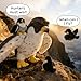 MaoGoLan 4 Pcs Peregrine Falcon Stuffed Animals Bulk with 3 Baby Birds Inside 18 inch Giant Plush Falcon Toys Set Funny Stuffed Eagle Christmas Valentines Day Easter - Image 4