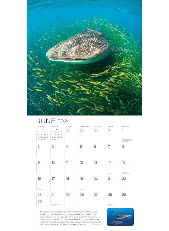 Ocean Unseen Wall Calendar 2024 - Image 2