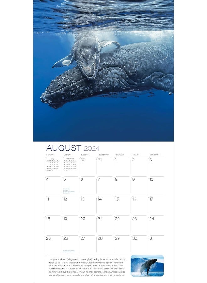 Ocean Unseen Wall Calendar 2024 - Image 4