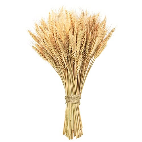 Phliofd 17.7 inches Dried Wheat Stalks, 100 Stems Dried Flowers 100% Natural Wheat for Home Kitchen Office Flowers Arrangement Wedding Table Farmhouse Boho Party Fall Décor - Image 1