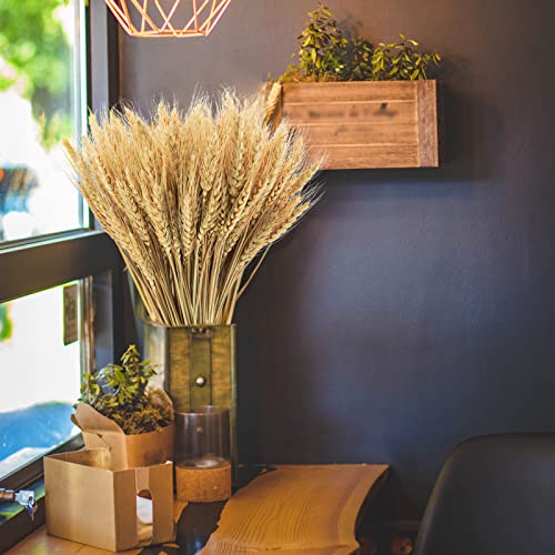 Phliofd 17.7 inches Dried Wheat Stalks, 100 Stems Dried Flowers 100% Natural Wheat for Home Kitchen Office Flowers Arrangement Wedding Table Farmhouse Boho Party Fall Décor - Image 2