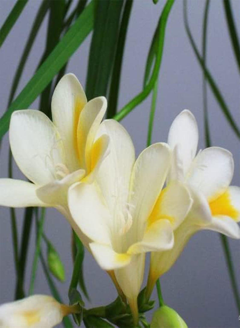 GGOOT 10Stück edle weiße Freesie Zwiebeln mehrjährige Blumenzwiebeln Topfpflanze Zwiebeln bringen Farbe in den Garten ziehen Bienenschmetterlinge an - Image 2