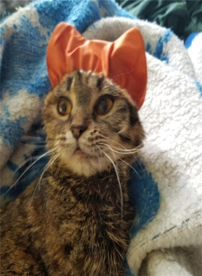 Pxiryanlow Pink Cat Shower Caps, Cap Pet Shower and Bath Supplies Pet Bath Accessories Prevent Water in Pet Cat Ears Headgear Pet Waterproof, Cat Dog Waterproof Bonnet, Apparel and Accessories,Hats 14*10*1cm - Image 5