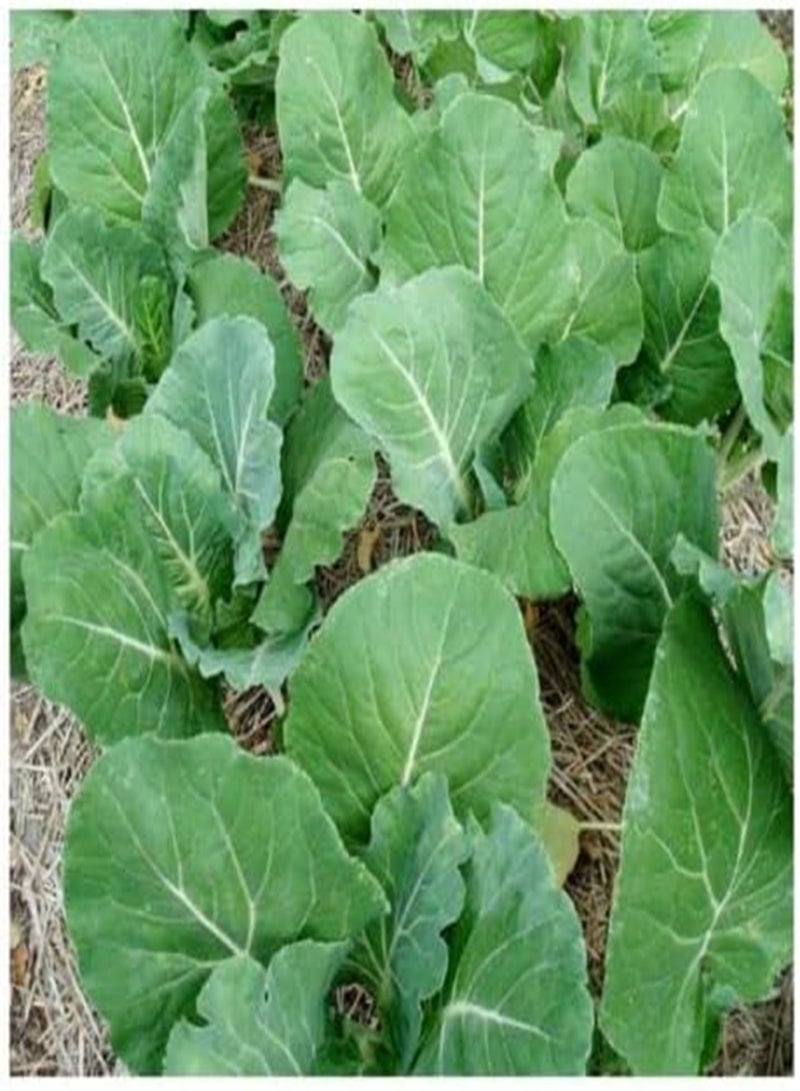 GGOOT Vegetable – Kale Borecole Portugese - 155 Premium Quality Seeds -1st
