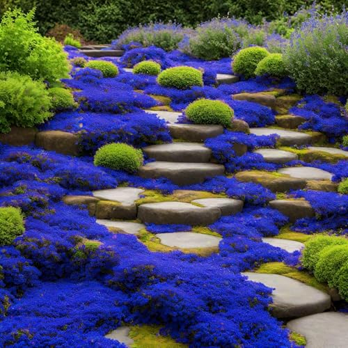 VISTATU 20000+ Magic Blue Creeping Thyme Seeds for Planting Ground Cover Plants Heirloom Flowers Perennial Thyme Non-GMO Thymus Serpyllum Seed - Image 5