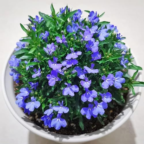 VISTATU 20000+ Magic Blue Creeping Thyme Seeds for Planting Ground Cover Plants Heirloom Flowers Perennial Thyme Non-GMO Thymus Serpyllum Seed - Image 3