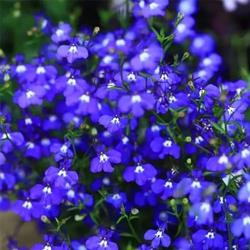 VISTATU 20000+ Magic Blue Creeping Thyme Seeds for Planting Ground Cover Plants Heirloom Flowers Perennial Thyme Non-GMO Thymus Serpyllum Seed - Image 4